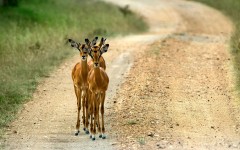Desktop wallpaper. Animals. ID:35613