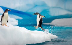 Desktop wallpaper. Animals. ID:35614