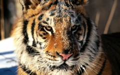 Desktop wallpaper. Animals. ID:35615