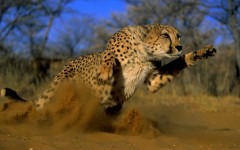 Desktop wallpaper. Animals. ID:35619