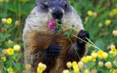 Desktop wallpaper. Animals. ID:35620
