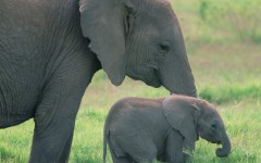 Desktop wallpaper. Animals. ID:35621