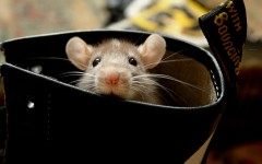 Desktop wallpaper. Animals. ID:35622