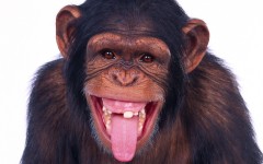 Desktop wallpaper. Animals. ID:35624