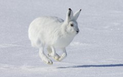 Desktop wallpaper. Animals. ID:35625