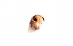 Desktop wallpaper. Animals. ID:35627