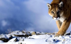 Desktop wallpaper. Animals. ID:35628