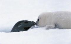 Desktop wallpaper. Animals. ID:35629