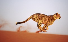 Desktop wallpaper. Animals. ID:35630