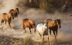 Desktop wallpaper. Animals. ID:35631