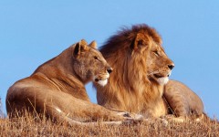 Desktop wallpaper. Animals. ID:35634