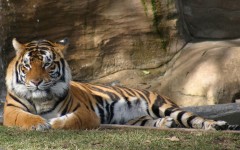 Desktop wallpaper. Animals. ID:35635