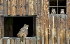 Desktop wallpaper. Animals. ID:35638