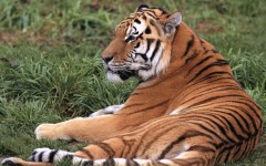 Desktop wallpaper. Animals. ID:35641