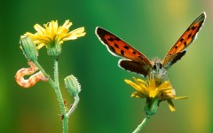 Desktop wallpaper. Animals. ID:35647