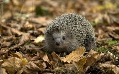 Desktop wallpaper. Animals. ID:35648