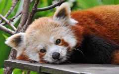 Desktop wallpaper. Animals. ID:35649