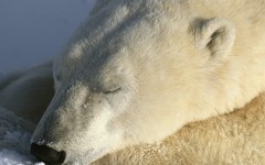 Desktop wallpaper. Animals. ID:35651