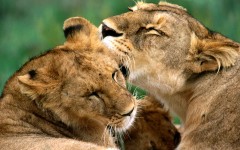Desktop wallpaper. Animals. ID:35652
