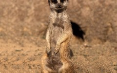 Desktop wallpaper. Animals. ID:35663