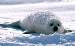 Desktop wallpaper. Animals. ID:35674