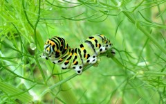 Desktop wallpaper. Animals. ID:35675