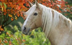 Desktop wallpaper. Animals. ID:35676