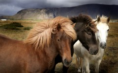 Desktop wallpaper. Animals. ID:35678