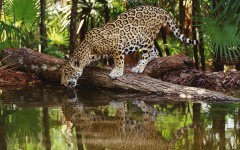 Desktop wallpaper. Animals. ID:35681