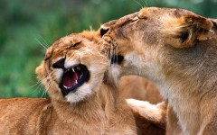 Desktop wallpaper. Animals. ID:35685