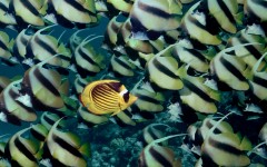 Desktop wallpaper. Animals. ID:35687