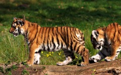 Desktop wallpaper. Animals. ID:35690