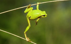 Desktop wallpaper. Animals. ID:35691