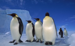 Desktop wallpaper. Animals. ID:35692