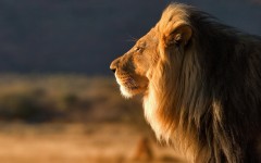 Desktop wallpaper. Animals. ID:35695