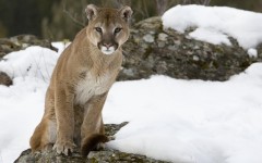 Desktop wallpaper. Animals. ID:35696