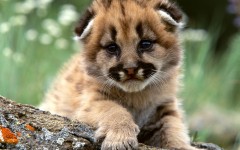 Desktop wallpaper. Animals. ID:35697