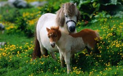 Desktop wallpaper. Animals. ID:35725