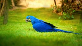 Desktop image. Animals. ID:97769