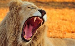 Desktop image. Animals. ID:97751