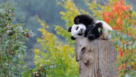 Desktop image. Animals. ID:97714