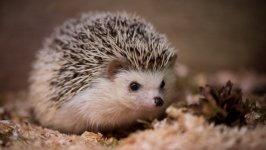 Desktop image. Animals. ID:97594