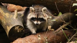 Desktop wallpaper. Animals. ID:96546