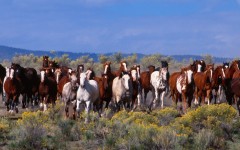 Desktop image. Animals. ID:35911