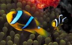 Desktop image. Animals. ID:35912