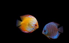 Desktop image. Animals. ID:35913