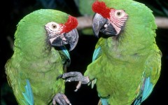 Desktop image. Animals. ID:35915