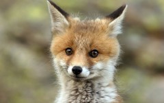 Desktop image. Animals. ID:35916