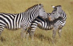 Desktop image. Animals. ID:35918