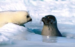 Desktop image. Animals. ID:35921